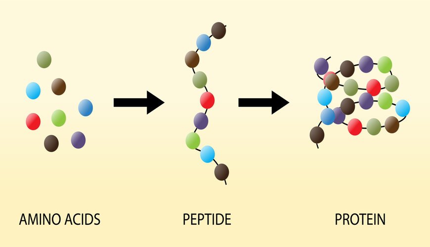 Tên bàiĐề tài Xây dựng quy trình sản xuất peptit kháng khuẩn bằng phương  pháp